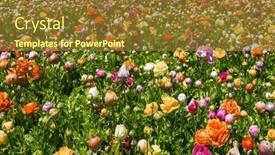  Presentation with israel - Presentation design with magnificent-kibbutz-field-of-blossoming background and a tawny brown colored foreground