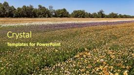  Presentation with israel - Slide set featuring magnificent-kibbutz-field-of-blossoming background and a tawny brown colored foreground