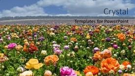  Presentation with hot spring - Presentation theme consisting of magnificent-kibbutz-field-picturesque background and a light blue colored foreground