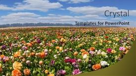  Presentation with hot spring - Presentation theme having magnificent-kibbutz-field-picturesque background and a light blue colored foreground