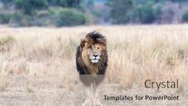  Presentation with kenya - Beautiful PPT theme featuring magnificent-lion-called-scar backdrop and a soft green colored foreground
