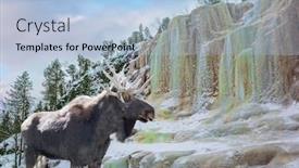  Presentation with fall waterfall - PPT theme consisting of magnificent-moose-in-a-snow background and a light blue colored foreground