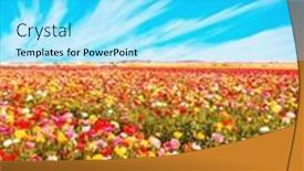  Presentation with flowers border - Slide set featuring magnificent-nature-of-israel background and a cyan colored foreground