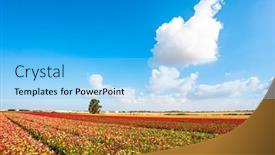  Presentation with blue floral - Presentation enhanced with magnificent-nature-of-israel background and a light blue colored foreground