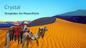  Presentation with magical - Slide set having magnificent-one-humped-camel-dromedar background and a arctic colored foreground