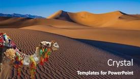  Presentation with light waves - PPT theme featuring magnificent-one-humped-camel-dromedar background and a tawny brown colored foreground
