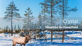  Presentation with snow day - Presentation design with magnificent reindeer with horns snow-covered forest sunny cold winter day in the arctic concept of active and ecological tourism background and a teal colored foreground