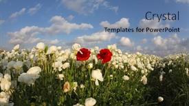  Presentation with white flowers - PPT theme consisting of magnificent-spring-field-of-blossoming background and a seafoam green colored foreground