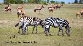  Presentation with savannah - PPT layouts featuring magnificent-trip-to-the-african background and a coral colored foreground