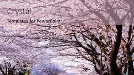  Presentation with city street - Slide set featuring magnificent-tunnel-of-cherry-blossoms background and a soft green colored foreground