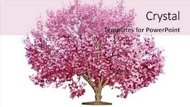  Presentation with magnolia - Amazing slides having magnolia blooming tree isolated backdrop and a coral colored foreground