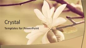  Presentation with magnolia - Amazing PPT theme having beautiful flowers magnoliin - magnolia blossom backdrop and a lemonade colored foreground