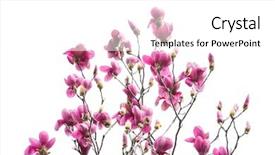  Presentation with magnolia - Beautiful presentation theme featuring magnolia branch isolated on white backdrop and a white colored foreground