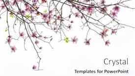  Presentation with magnolia - 