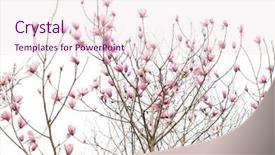  Presentation with magnolia - Colorful PPT theme enhanced with magnolia branch isolated on white backdrop and a lemonade colored foreground