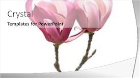  Presentation with magnolia - 