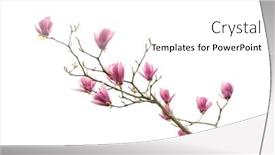  Presentation with magnolia - PPT theme having magnolia-branch-isolated-on-white background and a white colored foreground