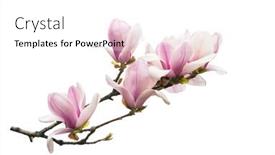  Presentation with magnolia - Slide set featuring magnolia-branch-isolated-on-white background and a white colored foreground