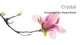  Presentation with magnolia - PPT theme enhanced with magnolia-branch-isolated-on-white background and a white colored foreground