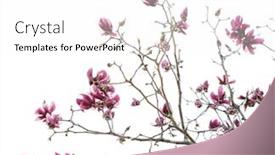  Presentation with magnolia - Amazing PPT theme having magnolia-flower-blossom-isolated backdrop and a white colored foreground