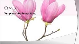  Presentation with magnolia - Colorful presentation design enhanced with magnolia-flower-branch-isolated backdrop and a lemonade colored foreground