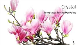  Presentation with magnolia - Amazing presentation design having magnolia flower branch isolated backdrop and a white colored foreground