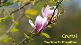  Presentation with magnolia - Slide deck having magnolia flower on the tree background and a tawny brown colored foreground