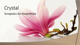  Presentation with magnolia - PPT theme featuring magnolia flower reflected on white background and a cream colored foreground