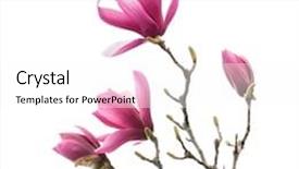  Presentation with magnolia - Beautiful PPT theme featuring magnolia flower spring branch isolated backdrop and a white colored foreground