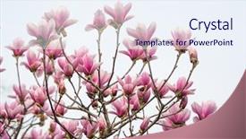  Presentation with magnolia - Colorful presentation design enhanced with magnolia flower spring branch isolated backdrop and a sky blue colored foreground