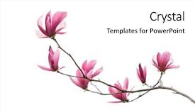  Presentation with magnolia - Audience pleasing PPT theme consisting of magnolia flower spring branch isolated backdrop and a white colored foreground