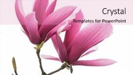  Presentation with magnolia - PPT theme having magnolia flower spring branch isolated background and a coral colored foreground