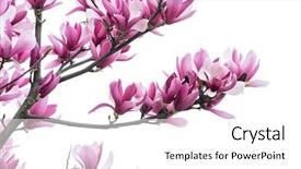  Presentation with magnolia - Slide set enhanced with magnolia flower spring branch isolated background and a white colored foreground
