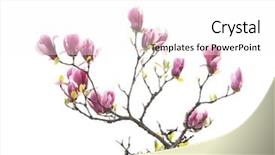  Presentation with magnolia - Colorful PPT layouts enhanced with magnolia flower spring branch isolated backdrop and a white colored foreground