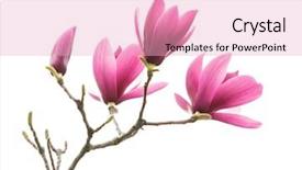  Presentation with magnolia - PPT theme with magnolia flower spring branch isolated background and a lemonade colored foreground