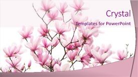  Presentation with easter bunny yellow spring flower - PPT theme featuring magnolia flower spring branch isolated background and a  colored foreground