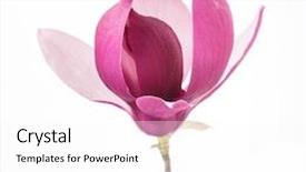  Presentation with magnolia - Colorful PPT layouts enhanced with magnolia flower spring branch isolated backdrop and a white colored foreground