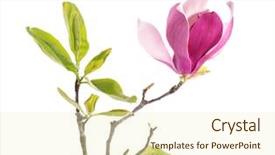  Presentation with magnolia - Amazing PPT theme having magnolia flower spring branch isolated backdrop and a  colored foreground