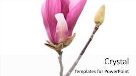  Presentation with magnolia - Cool new theme with magnolia flower spring branch isolated backdrop and a  colored foreground