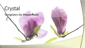  Presentation with magnolia - PPT theme having magnolia flower spring branch isolated background and a  colored foreground