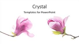  Presentation with magnolia - Colorful presentation theme enhanced with magnolia flower spring branch isolated backdrop and a  colored foreground