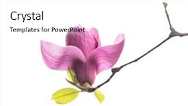  Presentation with magnolia - Audience pleasing presentation design consisting of magnolia flower spring branch isolated backdrop and a  colored foreground