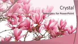  Presentation with magnolia - Cool new slide set with magnolia flower spring branch isolated backdrop and a  colored foreground