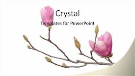  Presentation with magnolia - Presentation design consisting of magnolia flower spring branch isolated background and a  colored foreground