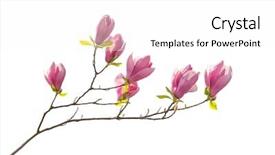  Presentation with magnolia - Theme having magnolia flower spring branch isolated background and a white colored foreground