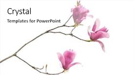  Presentation with magnolia - Presentation design featuring magnolia flower spring branch isolated background and a white colored foreground