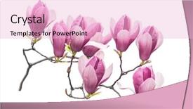  Presentation with magnolia - Cool new PPT theme with magnolia flower spring branch isolated backdrop and a lemonade colored foreground