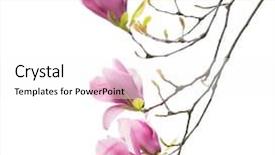  Presentation with easter bunny yellow spring flower - Slide set enhanced with magnolia flower spring branch isolated background and a  colored foreground