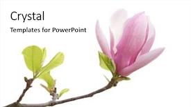  Presentation with magnolia - Presentation theme featuring magnolia flower spring branch isolated background and a white colored foreground