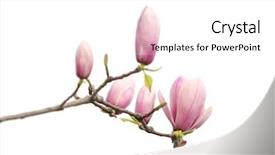  Presentation with magnolia - Audience pleasing slide deck consisting of magnolia flower spring branch isolated backdrop and a white colored foreground